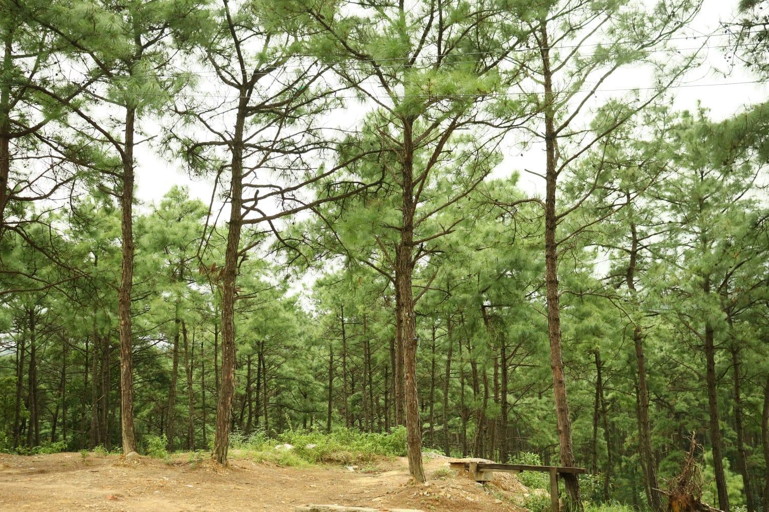 Pine Tree Lodge Shillong Dış mekan fotoğraf